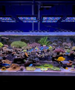 be-ca-canh-bien-dep-nhat-viet-nam