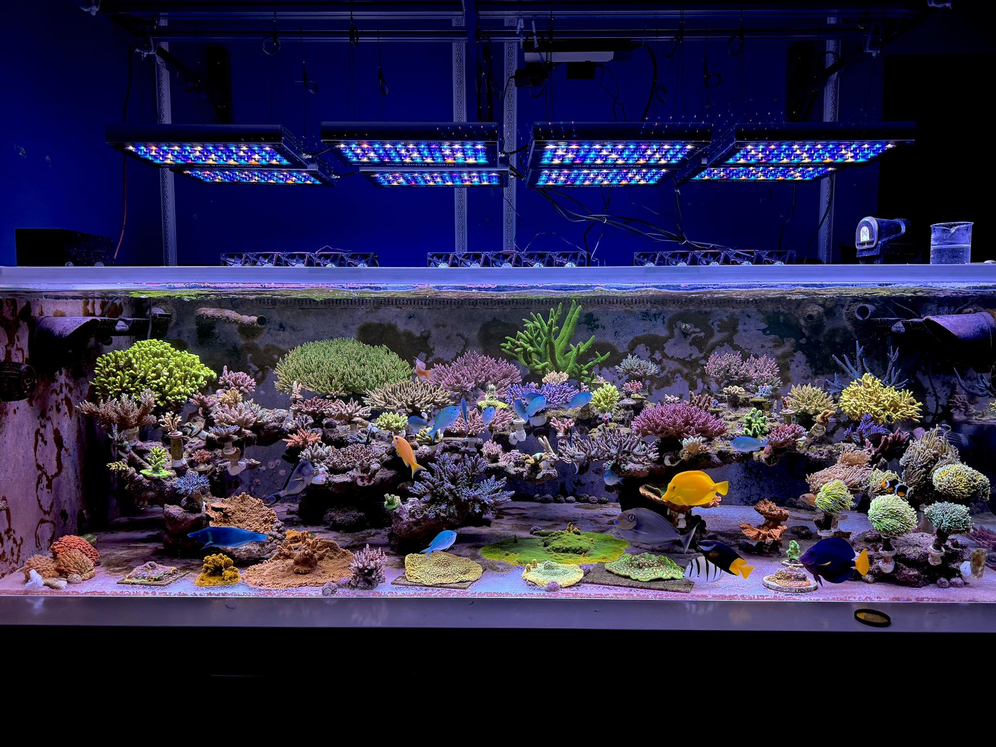 be-ca-canh-bien-dep-nhat-viet-nam