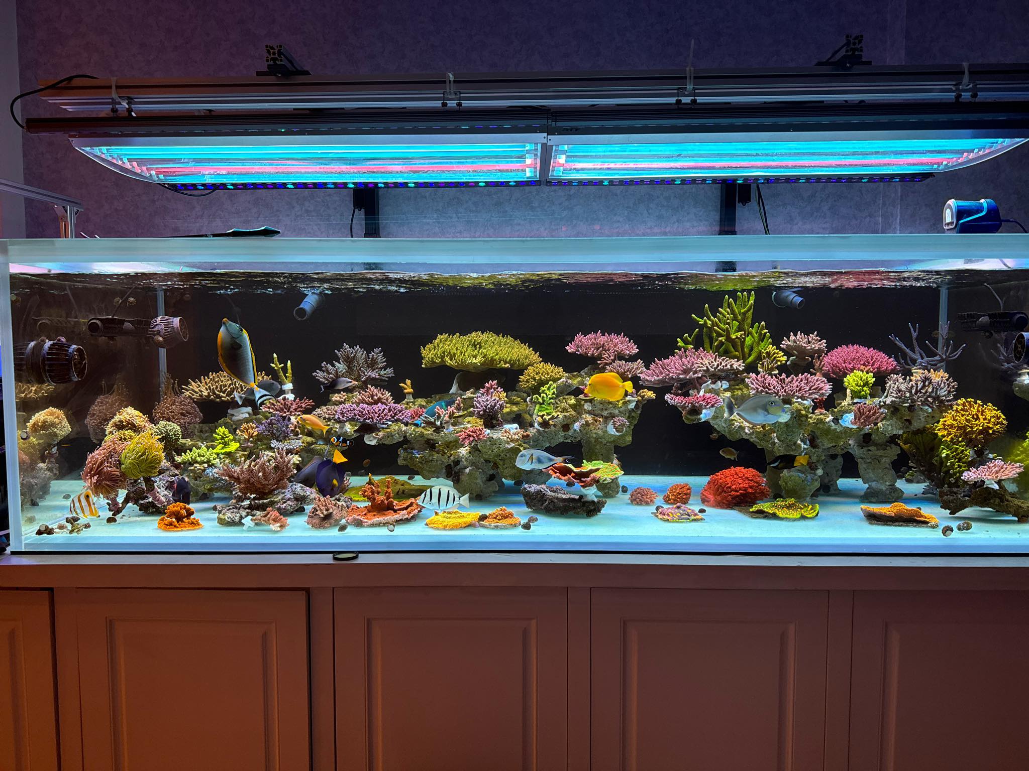 be-ca-canh-bien-dep-nhat-viet-nam