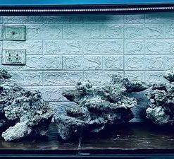 Layout cho bể 200x80x60cm tự nhiên