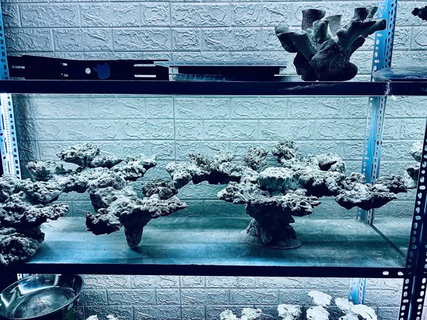 layout-ca-canh-bien-150