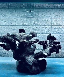 MÃ 226 - LAYOUT CHO BỂ CÁ BIỂN CUBIC 40-60cm - CÓ THỂ DÙNG NGAY