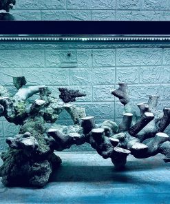 Layout cá biển cho bể kích thước 80 - 100 cm