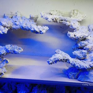 MÃ 05 - LAYOUT CÁ BIỂN BỂ 120CM - ROYALAQUA