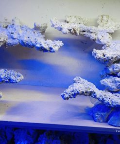 MÃ 05 - LAYOUT CÁ BIỂN BỂ 120CM - ROYALAQUA