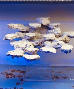 Mã 01 - LAYOUT CÁ CẢNH BIỂN BỂ Cubic 50-60cm