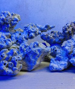 MÃ 06 - LAYOUT BỂ CÁ BIỂN 60CM - ROYALAQUA