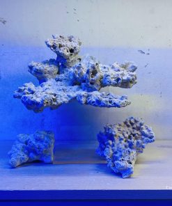 MÃ 07- LAYOUT BỂ CÁ 40CM - ROUYALAQUA