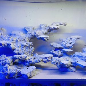 MÃ 08 - LAYOUT CÁ BIỂN BỂ 90CM - ROYALAQUA