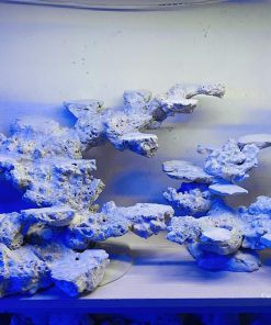 MÃ 08 - LAYOUT CÁ BIỂN BỂ 90CM - ROYALAQUA