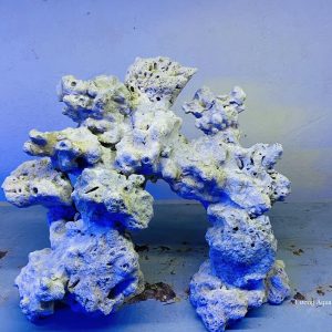 MÃ 09 - Layout CÁ CẢNH BIỂN BỂ 40CM - ROYALAQUA