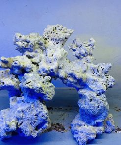 MÃ 09 - Layout CÁ CẢNH BIỂN BỂ 40CM - ROYALAQUA