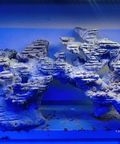 MÃ 11 - LAYOUT CÁ CẢNH BIỂN BỂ