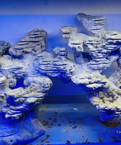 MÃ 10 - LAYOUTY CÁ CẢNH BỂ 90CM - ROYALAQUA