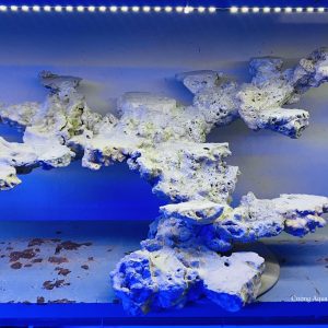 MÃ 22 - LAYOUT CÁ CẢNH BIỂN BỂ 90CM - ROYALAQUA