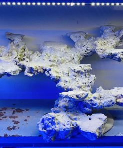 MÃ 22 - LAYOUT CÁ CẢNH BIỂN BỂ 90CM - ROYALAQUA