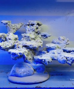 MÃ 02 - LAYOUT CÁ CẢNH BIỂN CHO BỂ 60CM - ROYALAQUA