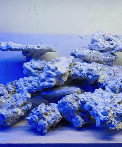 MÃ 13 - LAYOUT CÁ CẢNH BIỂN BỂ 40CM - ROYALAQUA