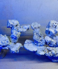 MÃ 14 - LAYOUT CÁ BIỂN BỂ 60CM - ROYALAQUA