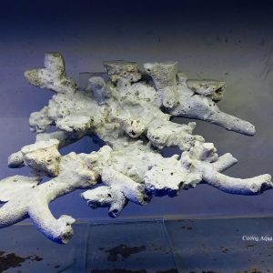 MÃ 15 - LAYOUT CÁ BIỂN BỂ 40CM - ROYALAQUA