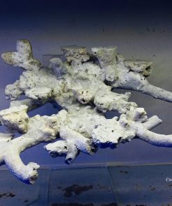 MÃ 15 - LAYOUT CÁ BIỂN BỂ 40CM - ROYALAQUA