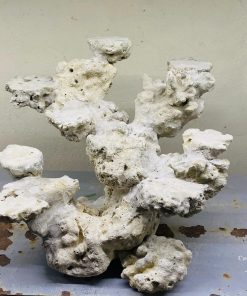 MÃ 16 - LAYOUT CÁ BIỂN BỂ 40CM - ROYALAQUA