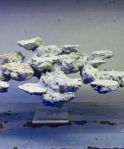 MÃ 18 - LAYOUT CÁ CẢNH BIỂN BỂ 40CM - ROYALAQUA