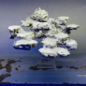 MÃ 19 - LAYOUT CÁ BIỂN BỂ 40CM - ROYALAQUA