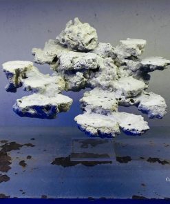 MÃ 19 - LAYOUT CÁ BIỂN BỂ 40CM - ROYALAQUA