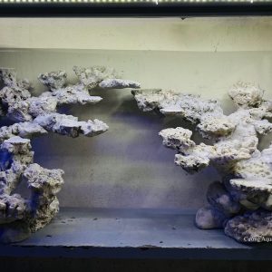 MÃ 20 - LAYOUT CÁ BIỂN BỂ 150CM - ROYALAQUA