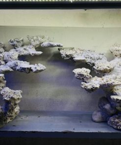 MÃ 20 - LAYOUT CÁ BIỂN BỂ 150CM - ROYALAQUA