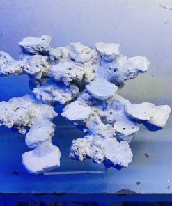 MÃ 21 - LAYOUT CÁ CẢNH BIỂN BỂ 40CM - ROYALAQUA