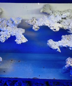 MÃ 23 - LAYOUT CÁ CẢNH BIỂN BỂ 150CM - ROYALAQUA