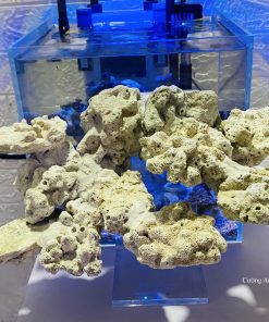 MÃ 12 - LAYOUT CÁ CẢNH BIỂN BỂ 40CM - ROYALAQUA