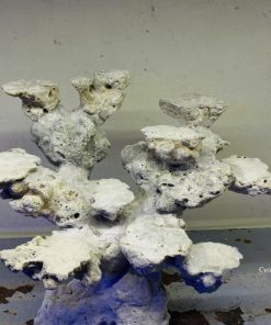 MÃ 26 - LAYOUT CÁ CẢNH BIỂN BỂ 40CM - ROYALAQUA