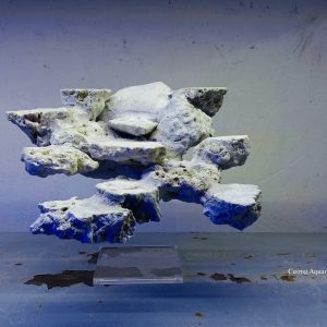 MÃ 27 - LAYOUT CÁ CẢNH BIỂN BỂ 40CM - ROYALAQUA