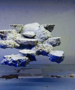 MÃ 27 - LAYOUT CÁ CẢNH BIỂN BỂ 40CM - ROYALAQUA