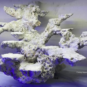 MÃ 24 - LAYOUT CÁ CẢNH BIỂN BỂ 60CM - ROYALAQUA