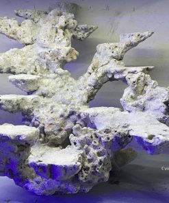 MÃ 24 - LAYOUT CÁ CẢNH BIỂN BỂ 60CM - ROYALAQUA