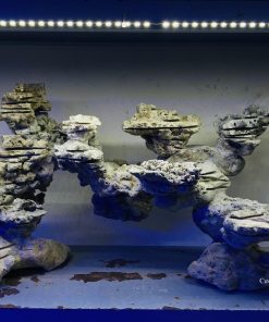 MÃ 28 - LAYOUT CÁ BIỂN BỂ 900CM - ROYALAQUA