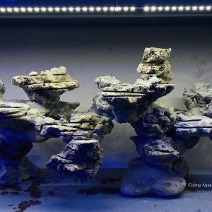 MÃ 29 - LAYOUT CÁ CẢNH BIỂN BỂ 900CM - ROYALAQUA