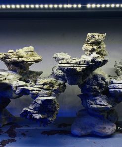 MÃ 29 - LAYOUT CÁ CẢNH BIỂN BỂ 900CM - ROYALAQUA