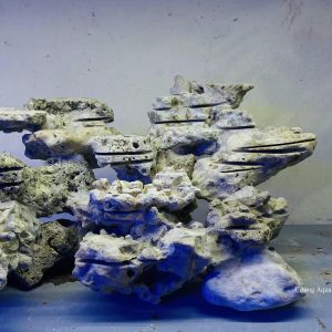 MÃ 30 - LAYOUT CÁ BIỂN BỂ 60CM - ROYALAQUA