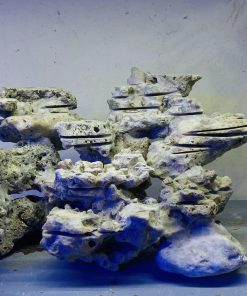 MÃ 30 - LAYOUT CÁ BIỂN BỂ 60CM - ROYALAQUA