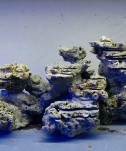 MÃ 31 - LAYOUT CÁ BIỂN BỂ 60CM - ROYALAQUA