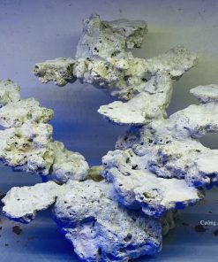 MÃ 33 - LAYOUT CÁ CẢNH BIỂN BỂ 40CM - ROYALAQUA