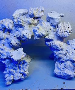 MÃ 34 - LAYOUT CÁ BIỂN BỂ 40CM - ROYALAQUA