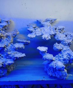 MÃ 35 - LAYOUT CÁ BIỂN BỂ 60CM - ROYALAQUA