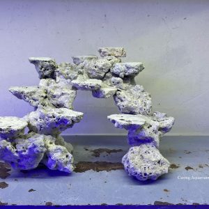 MÃ 36 - LAYOUT CÁ BIỂN BỂ 40CM - ROYALAQUA