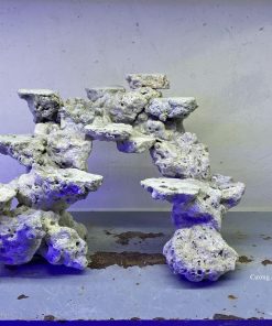 MÃ 36 - LAYOUT CÁ BIỂN BỂ 40CM - ROYALAQUA